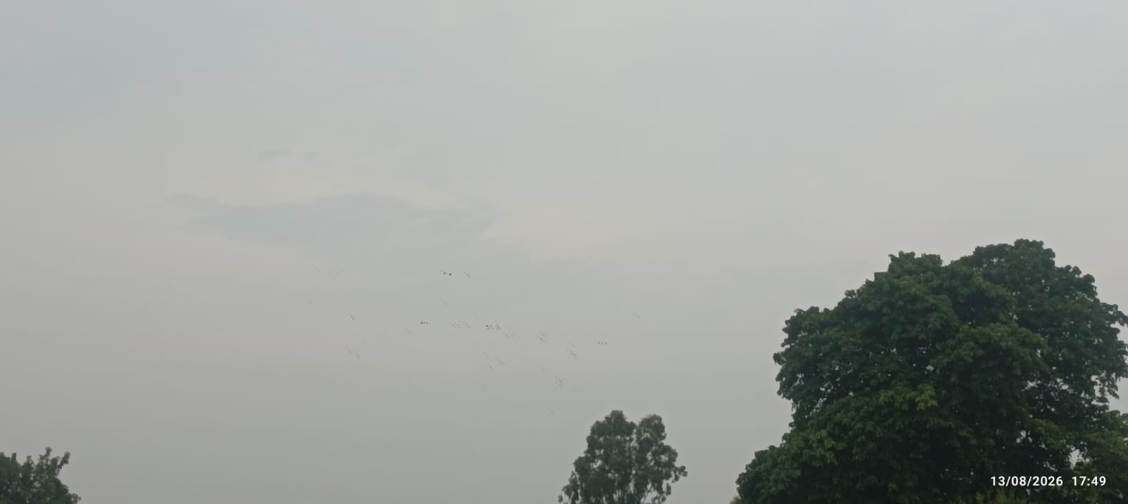 बारिश के अभाव में सूख रही धान की फसल बारिश के अभाव में सूख रही धान की फसल