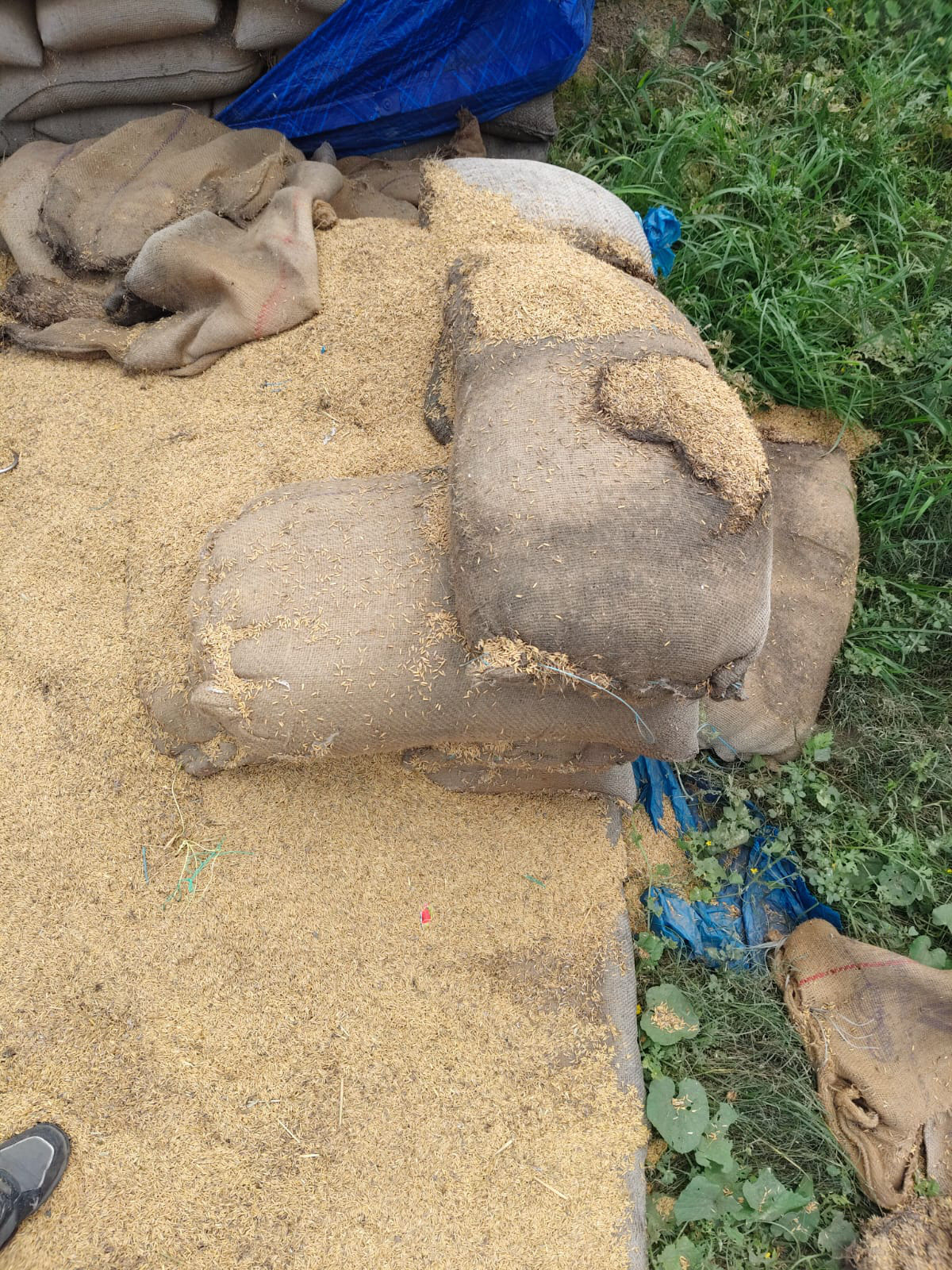 गोदाम में खराब हो रहा है धान। प्रवक्ता एसोसिएशन गोदाम में खराब हो रहा है धान। प्रवक्ता एसोसिएशन