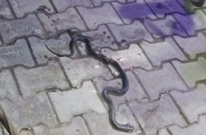चार वर्षीय बच्चे का फाइल फोटो चार वर्षीय बच्चे का फाइल फोटो
