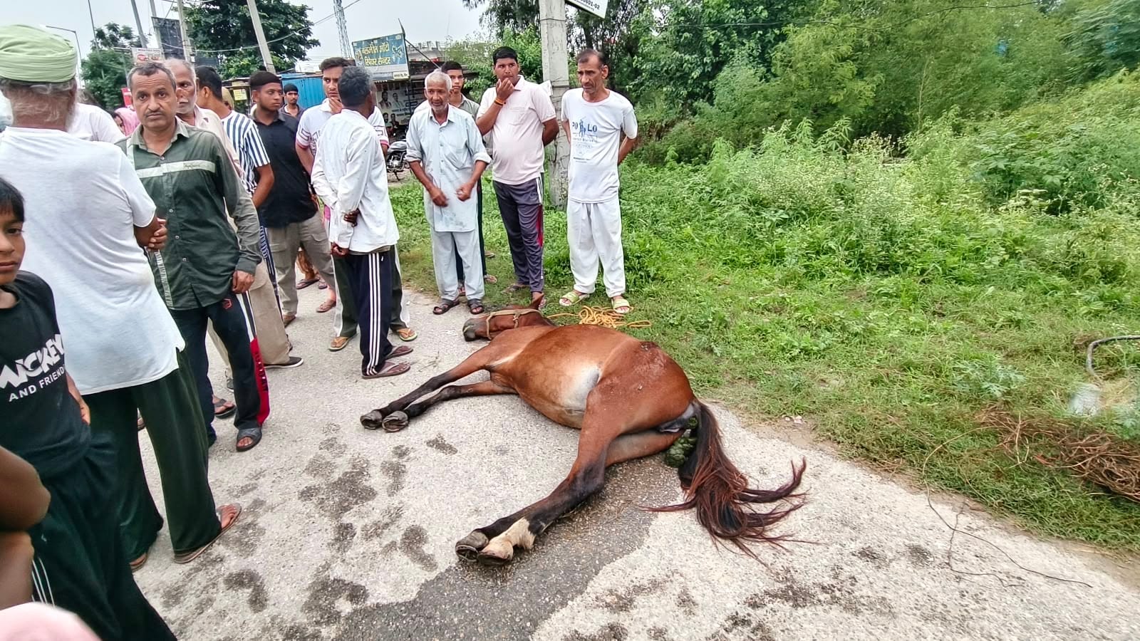 धीन गांव में खंभे से करंट लगने पर घोड़ी के मरने के बाद रोष जताते हुए ग्रामीण: संवाद