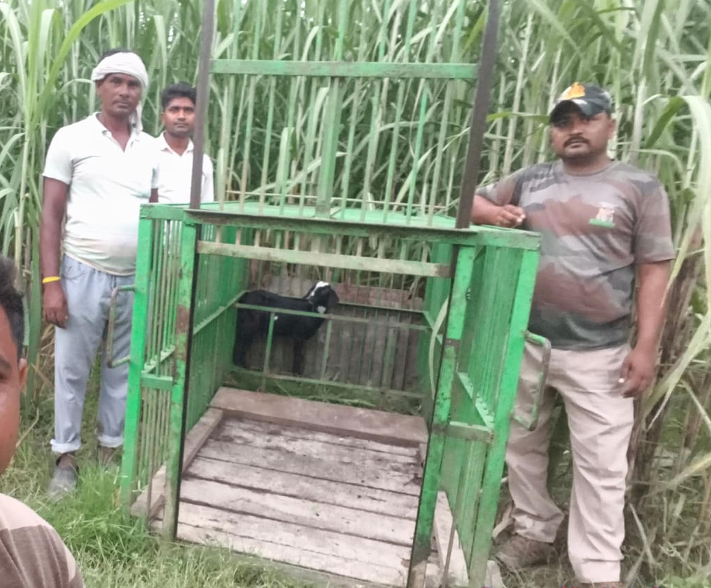 गांव में कैमरा और पिंजरा लगाते वनकर्मी। गांव में कैमरा और पिंजरा लगाते वनकर्मी।
