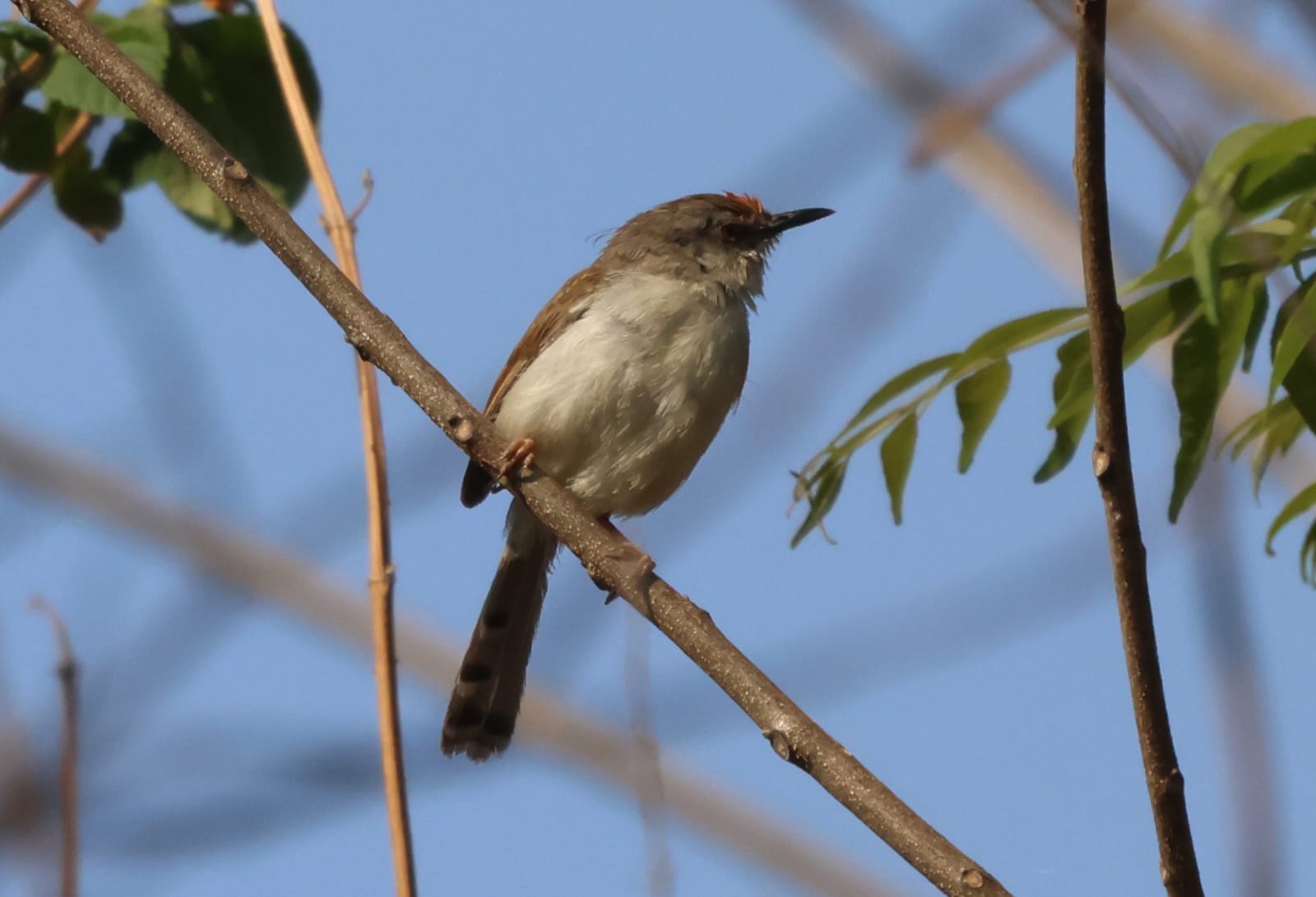 केनरी फ्लाईकेचर केनरी फ्लाईकेचर