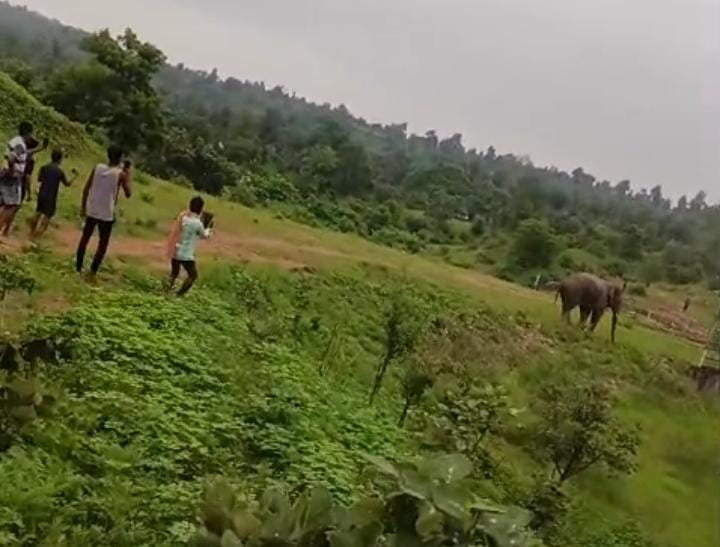 दंतैल हाथियों का उत्पात दंतैल हाथियों का उत्पात