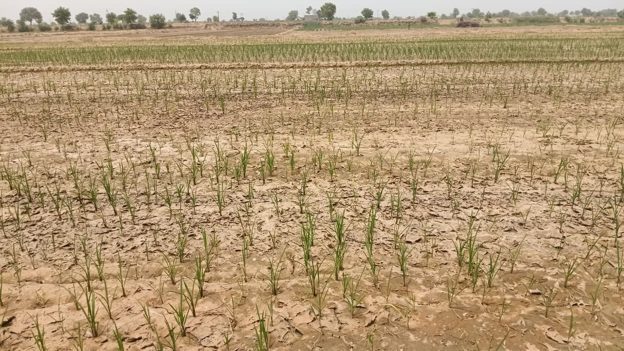बारिश कमी से मुरझा रही मूंगफली की फसल। स्रोत किसान बारिश कमी से मुरझा रही मूंगफली की फसल। स्रोत किसान