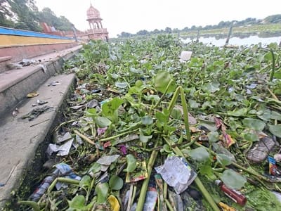 कुड़ियाघाट पर गोमती नदी में जाम गाद और जलकुंभी। कुड़ियाघाट पर गोमती नदी में जाम गाद और जलकुंभी।