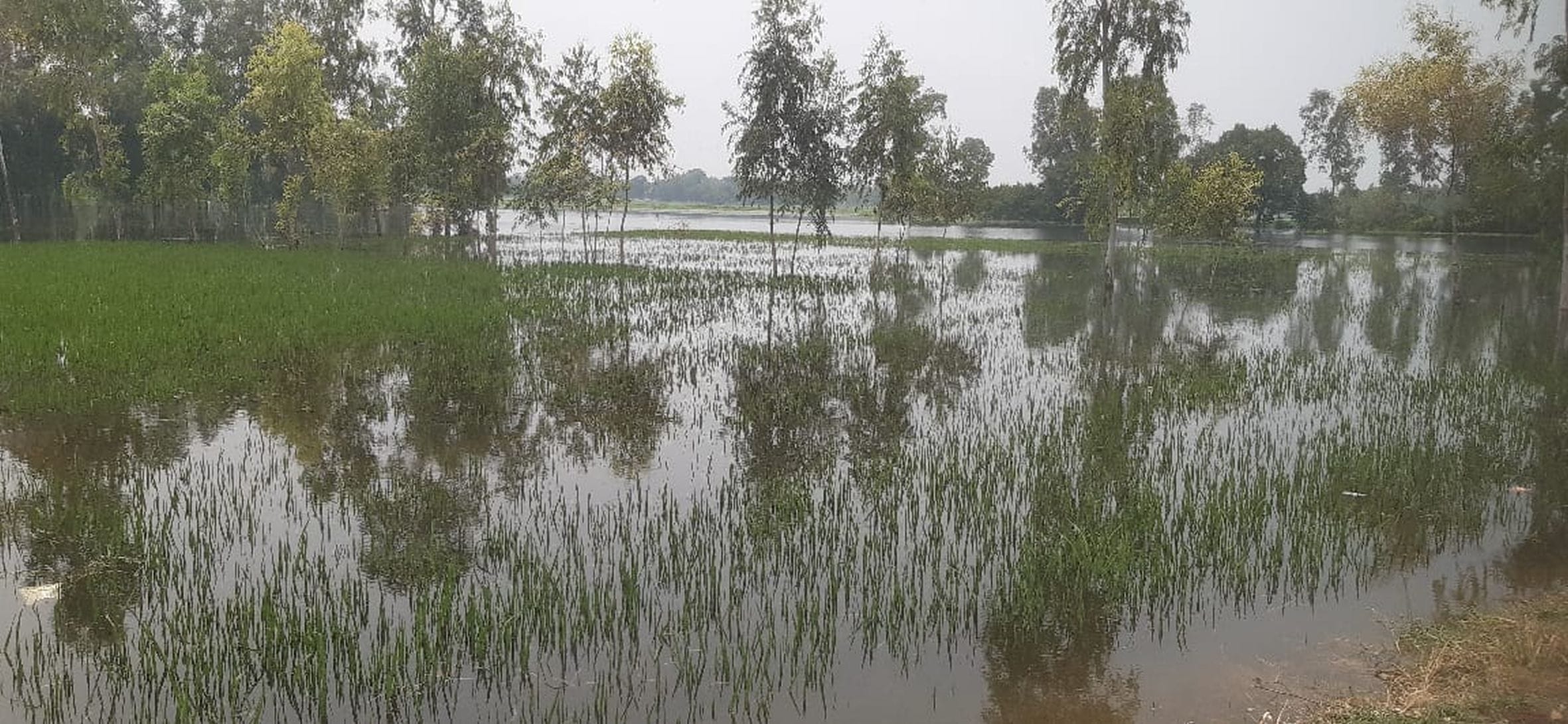 शिवगढ़ ब्लॉक क्षेत्र से निकली शिवगढ़ ड्रेन उफनाने से खेतों में भरा पानी।
