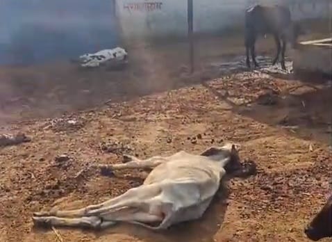 गौशाला के पास में लगा पिंजरा।संवाद गौशाला के पास में लगा पिंजरा।संवाद