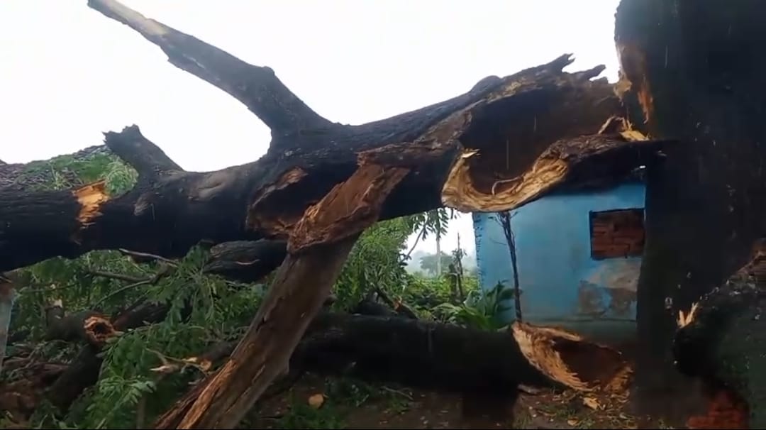 घरो पर पेड़ गिरने से मकान क्षतिग्रस्त, 2 महिलाएं घायल