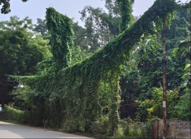 बसंतपुर गांव में विद्युत तारों पर पसरा लताएं।संवाद बसंतपुर गांव में विद्युत तारों पर पसरा लताएं।संवाद