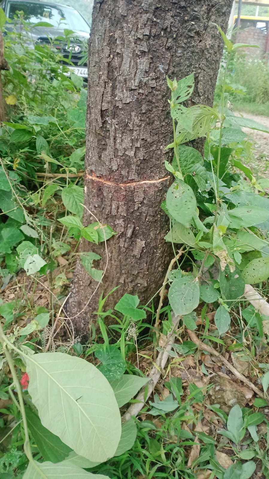 चंगर सेक्टर में कटा चंदन का पेड़। संवाद चंगर सेक्टर में कटा चंदन का पेड़। संवाद