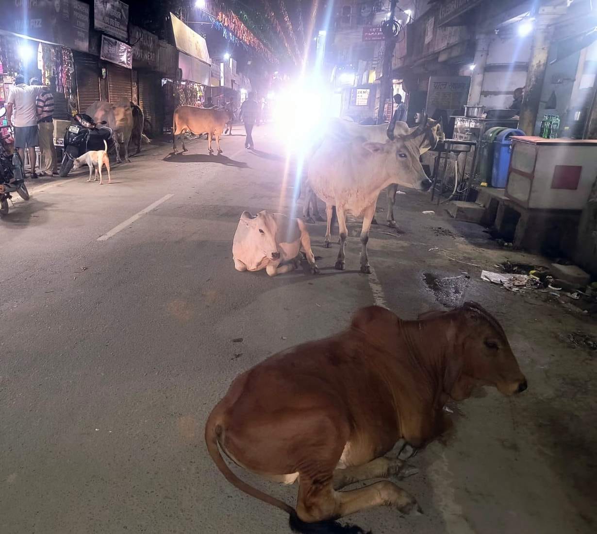 शाहजहांपुर हरदोई हाइवे पर गोवंशीय पशु। संवाद शाहजहांपुर हरदोई हाइवे पर गोवंशीय पशु। संवाद