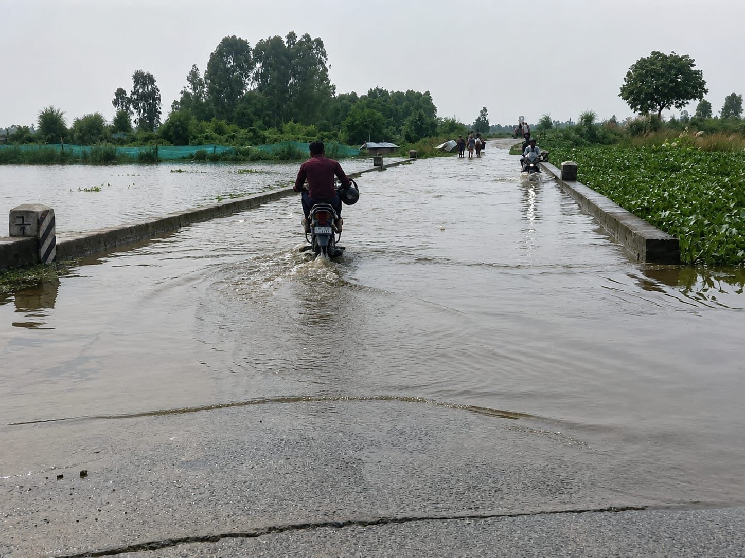 फोटो-41-बाढ़ का पानी खेतो में पहुचने से भिंडी की कच्ची फसल तोड़ता किसान। संवाद फोटो-41-बाढ़ का पानी खेतो में पहुचने से भिंडी की कच्ची फसल तोड़ता किसान। संवाद