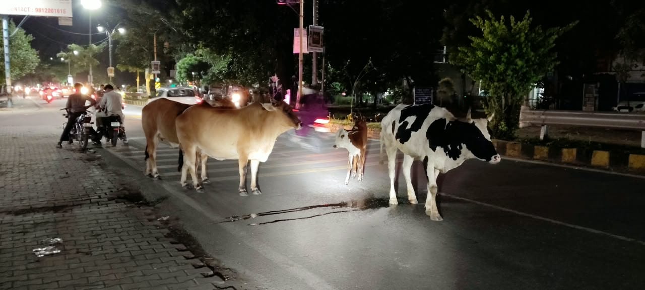 गोविंदपुरी की गली में घूमते बेसहारा गोवंश। संवाद गोविंदपुरी की गली में घूमते बेसहारा गोवंश। संवाद