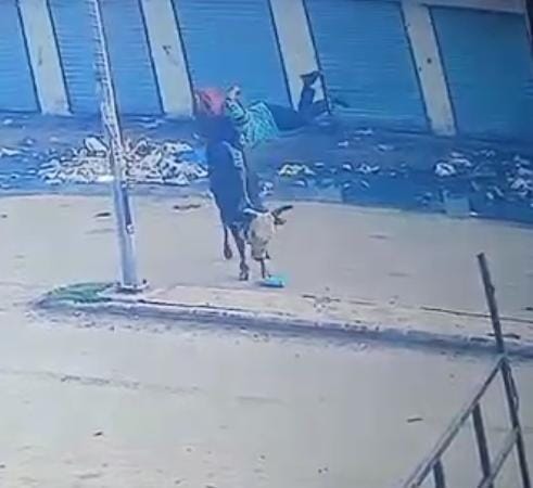 लालकुर्ती के निकट सांड ने छात्रा को सींग से हवा में उछालकर डिवाडर पर पटका: सीसीटीवी फुटेज लालकुर्ती के निकट सांड ने छात्रा को सींग से हवा में उछालकर डिवाडर पर पटका: सीसीटीवी फुटेज