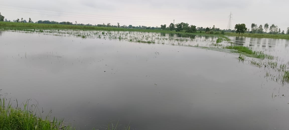 तारापुर में गन्ने की फसल में पानी भरने से सूखी खड़ी फसल स्रोत संवाद तारापुर में गन्ने की फसल में पानी भरने से सूखी खड़ी फसल स्रोत संवाद