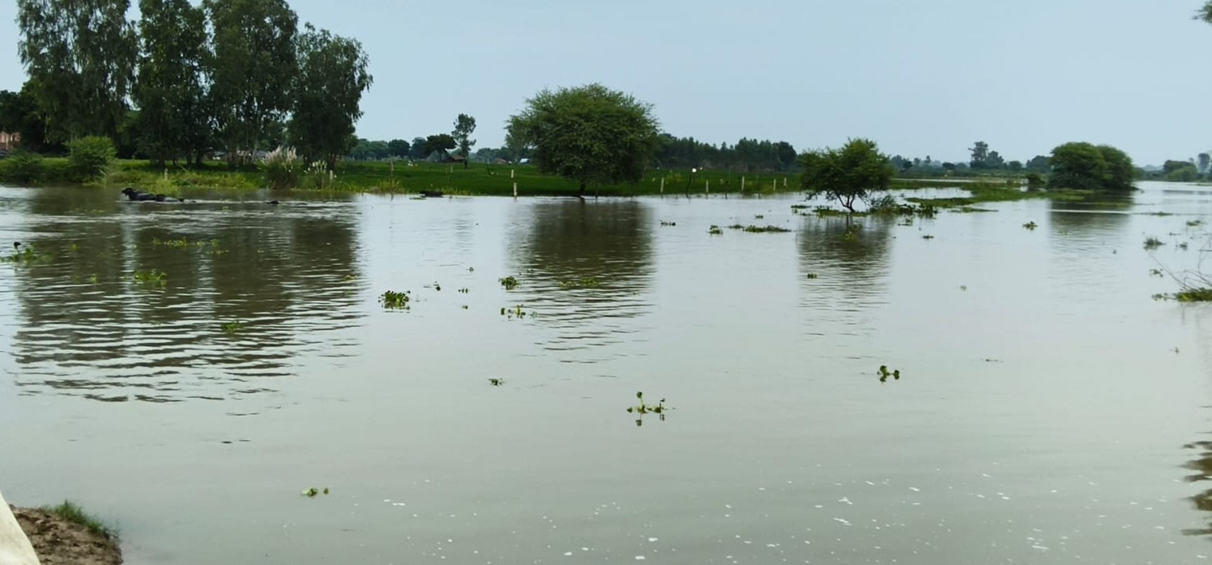 डलमऊ में गंगा का जलस्तर बढ़ने से डूबा स्नान घाट। डलमऊ में गंगा का जलस्तर बढ़ने से डूबा स्नान घाट।