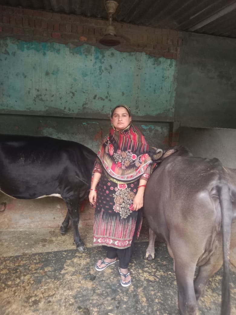 गांव चौराही में अपने पशुओं के साथ महिंद्रो देवी। स्वयं गांव चौराही में अपने पशुओं के साथ महिंद्रो देवी। स्वयं