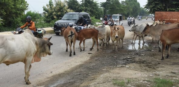 कुर्सी रोड पर घूमते मवेशी। कुर्सी रोड पर घूमते मवेशी।