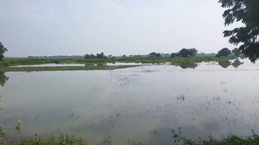 चंदौली में डूबी फसल को देखते किसान। संवाद