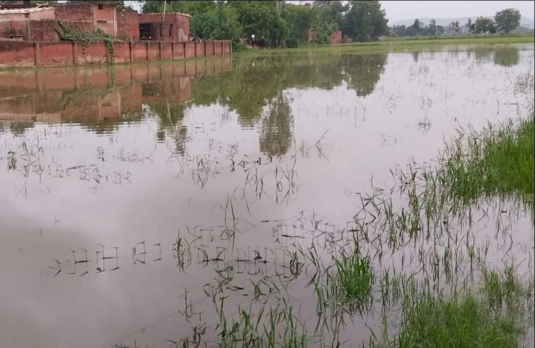 चंदौली में डूबी फसल को देखते किसान। संवाद
