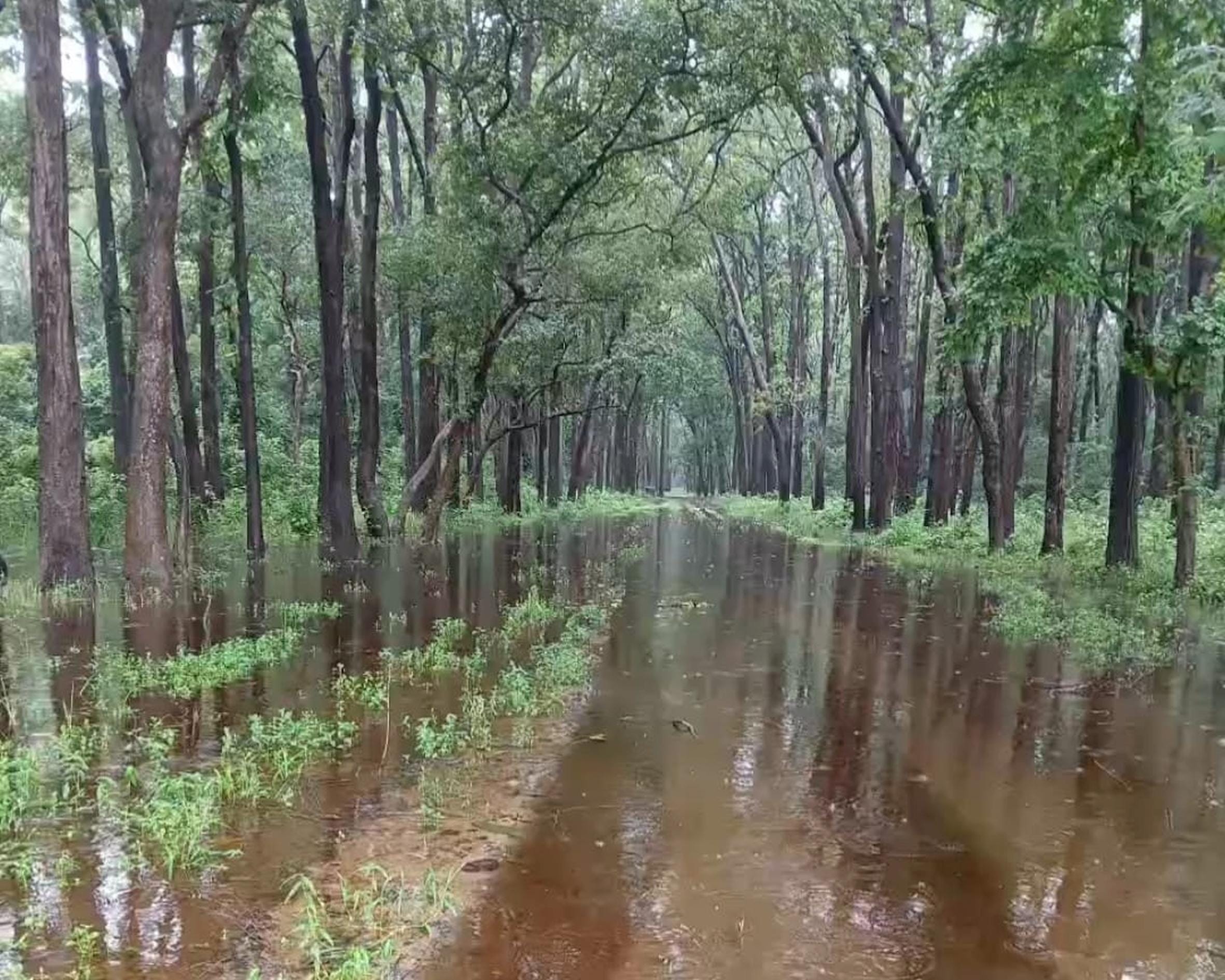 पेड़ गिरने से टूटा बिजली का खंभा व जंगल के रास्ते पर हुआ जलभराव।