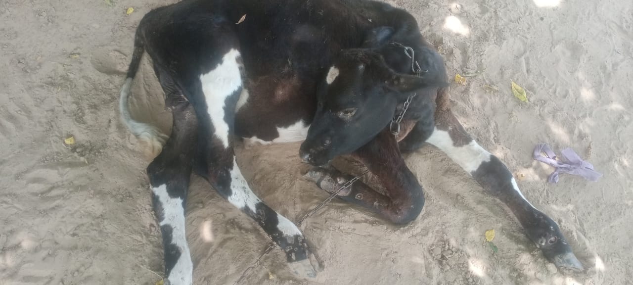 शहर की सड़कों पर घूम रहे लंपी के संभावित संक्रमित पशु। संवाद