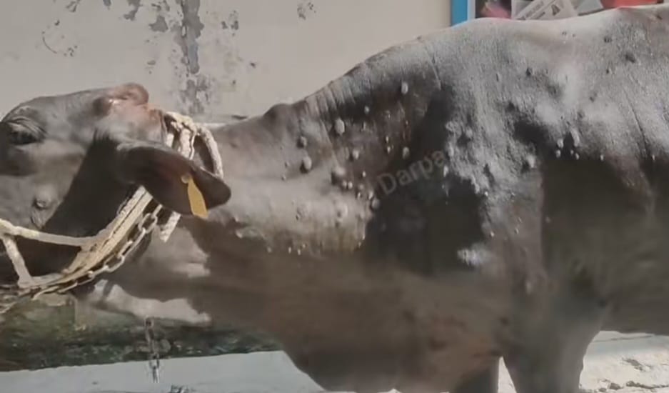 02जेएनडी03: सिवानामाल गांव में लंबी से ग्रस्त गोवंश। संवाद 02जेएनडी03: सिवानामाल गांव में लंबी से ग्रस्त गोवंश। संवाद
