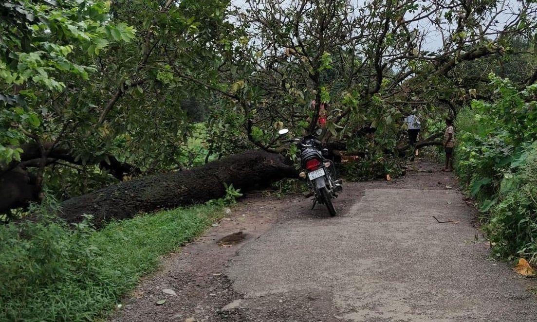 फोटो-17-शहर में आंबेडकर पार्क के पास गिरे पेड़ को हटाते कर्मी। संवाद