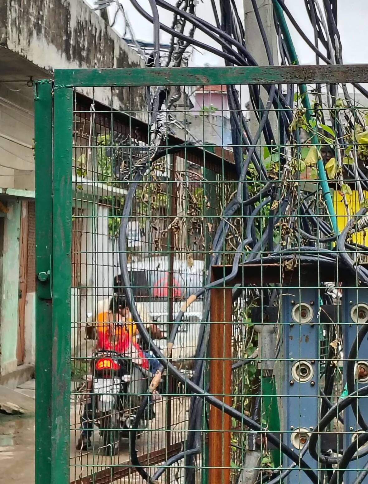 करंट से मरे कुत्ते। करंट से मरे कुत्ते।
