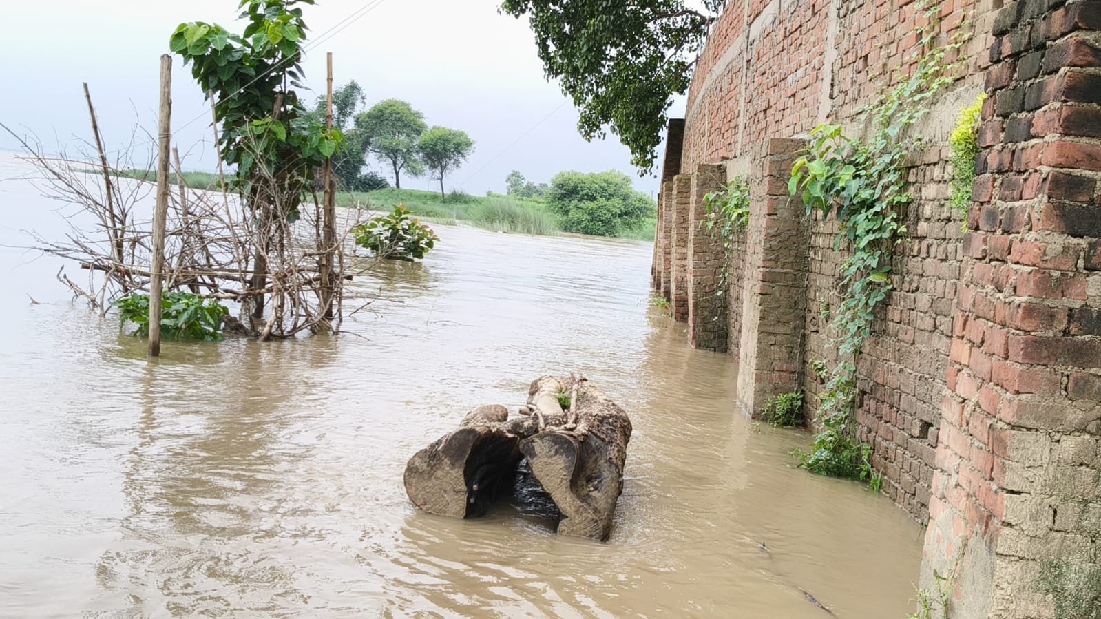 फुलवारी कलां गांव में सब्जी के खेत तक पहुंचा बाढ़ का पानी। संवाद फुलवारी कलां गांव में सब्जी के खेत तक पहुंचा बाढ़ का पानी। संवाद