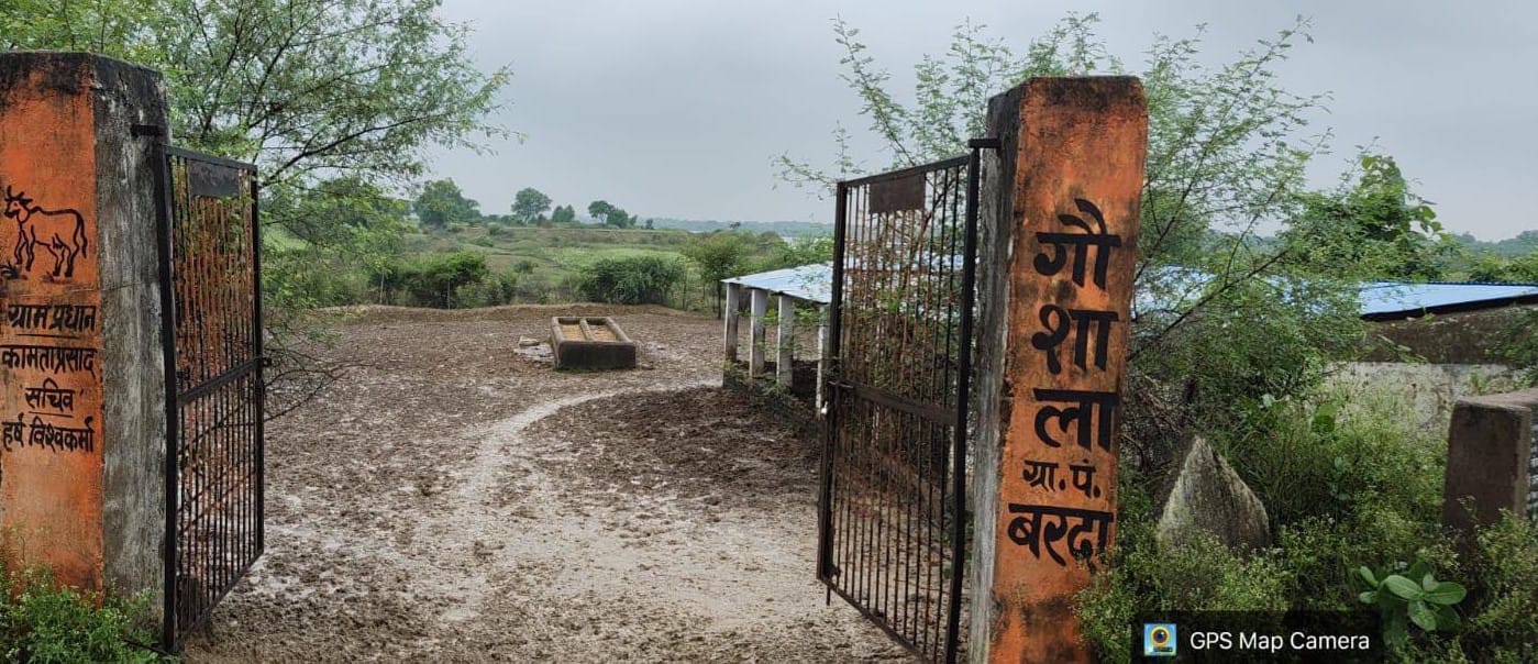 फोटो 04 एचएएमपी 15- ग्राम पंचायत बिलहड़ी के आश्रय स्थल पर भरे दलदल में खड़े गोवंश। संवाद