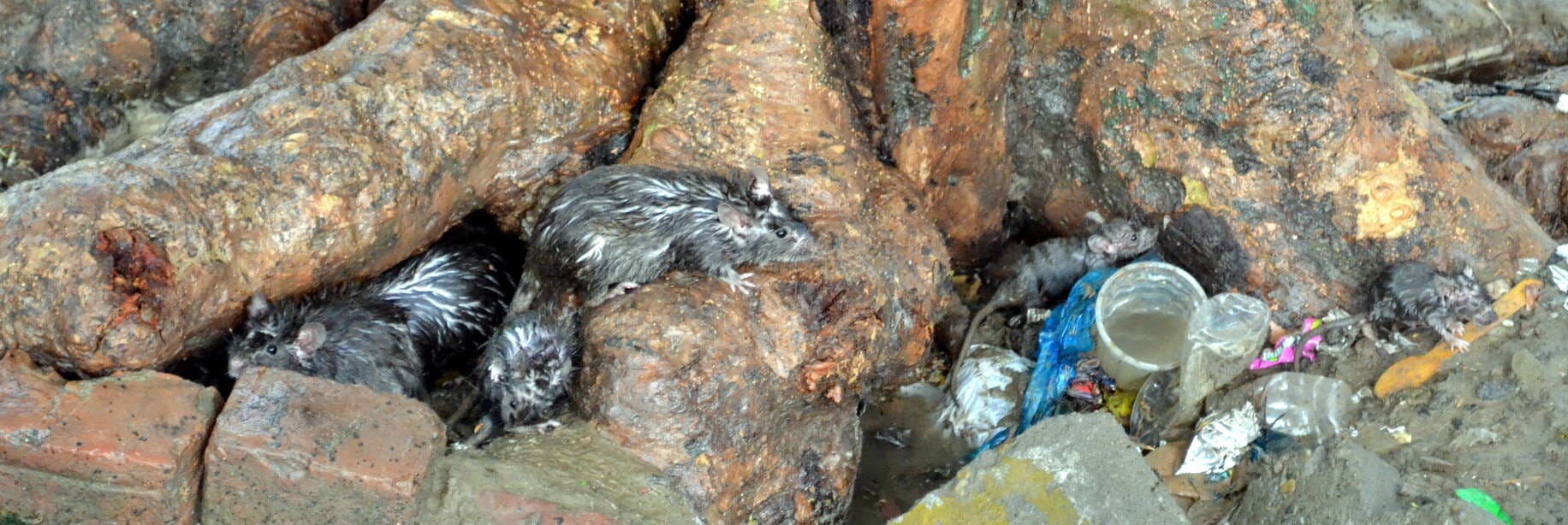 सेक्टर 13 की कालड़ा माकेंट में भरा बारिश का पानी। संवाद