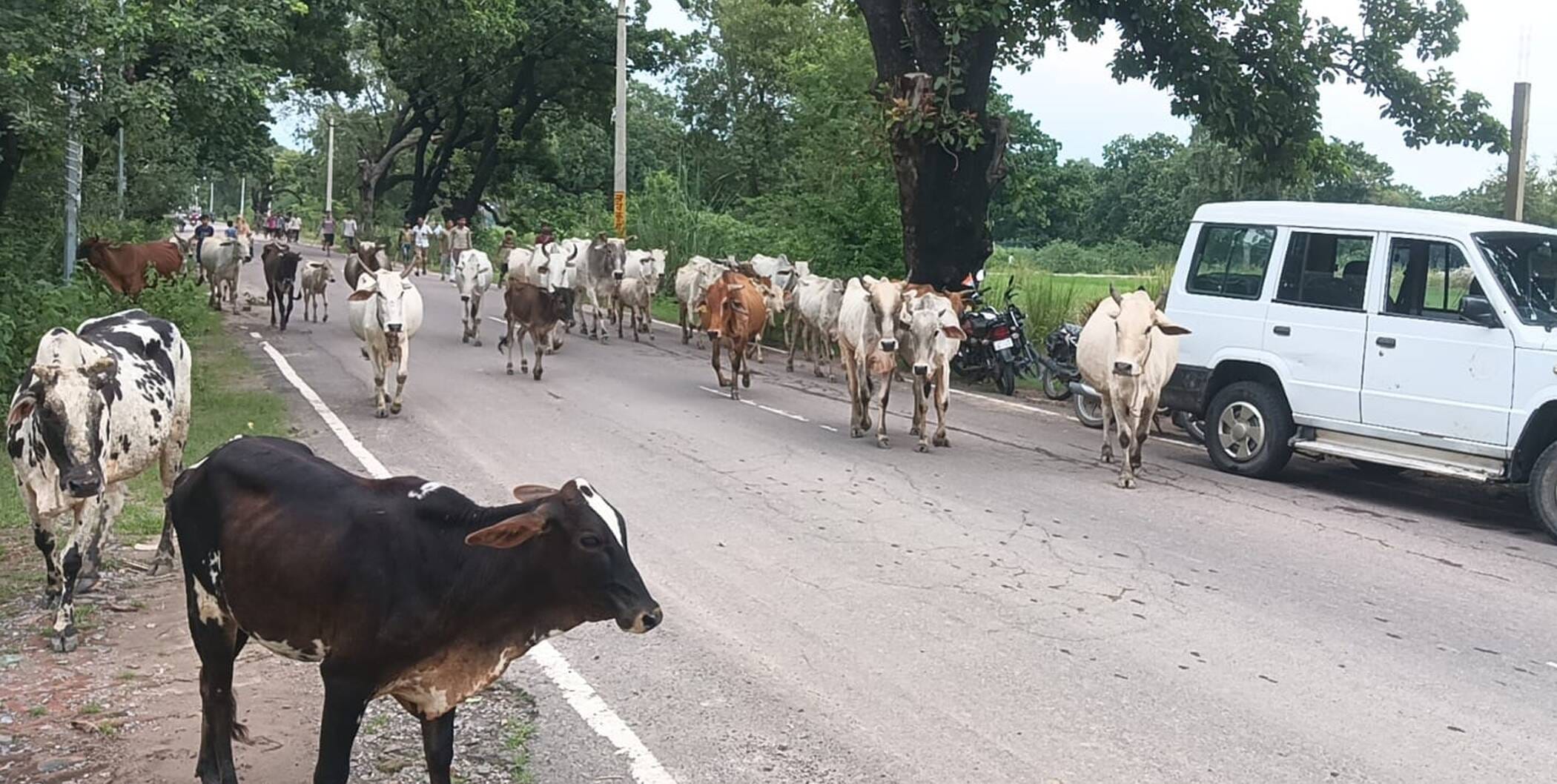 फोटो-14-गौवंशो को राय खालिश गौशाला से रामनगर कौहन गौशाला ले जाते अधिकारी व ग्रामीण। संवाद फोटो-14-गौवंशो को राय खालिश गौशाला से रामनगर कौहन गौशाला ले जाते अधिकारी व ग्रामीण। संवाद