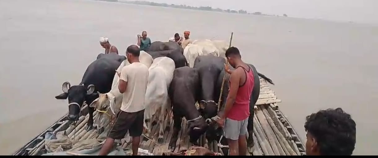 गंगा नदी के बाढ़ के पानी घिरा उमरपुर दियरा गांव स्थित मकान।संवाद