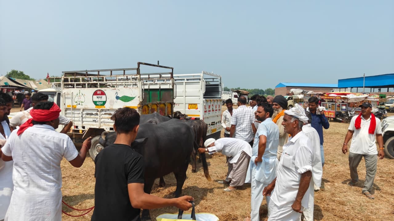फतेहाबाद। गांव अयाल्की में पशु मेले को लेकर रखा टेंट का सामान। संवाद फतेहाबाद। गांव अयाल्की में पशु मेले को लेकर रखा टेंट का सामान। संवाद