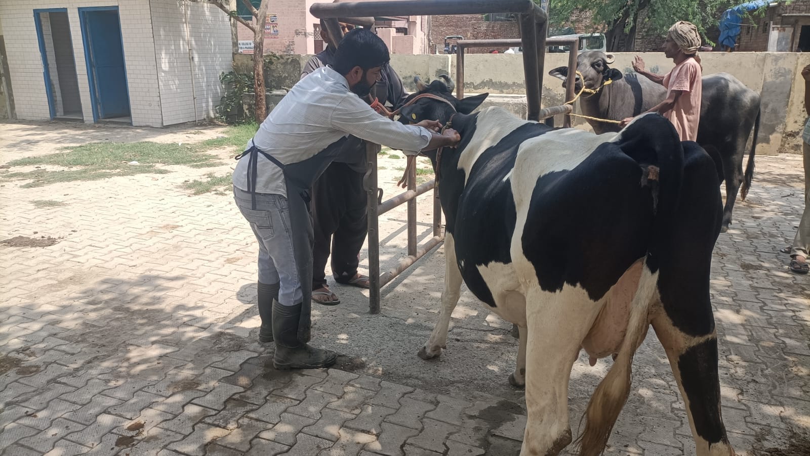 फोटो : सोनीपत की सिसाना गोशाला में गोवंश को टीकाकरण करते पशु चिकित्सक। स्रोत: पशुपालन विभाग फोटो : सोनीपत की सिसाना गोशाला में गोवंश को टीकाकरण करते पशु चिकित्सक। स्रोत: पशुपालन विभाग