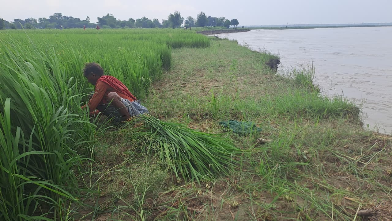 जमुनहा क्षेत्र में हसनापुर गांव के पास खेत का कटान करती राप्ती नदी।- जमुनहा क्षेत्र में हसनापुर गांव के पास खेत का कटान करती राप्ती नदी।-