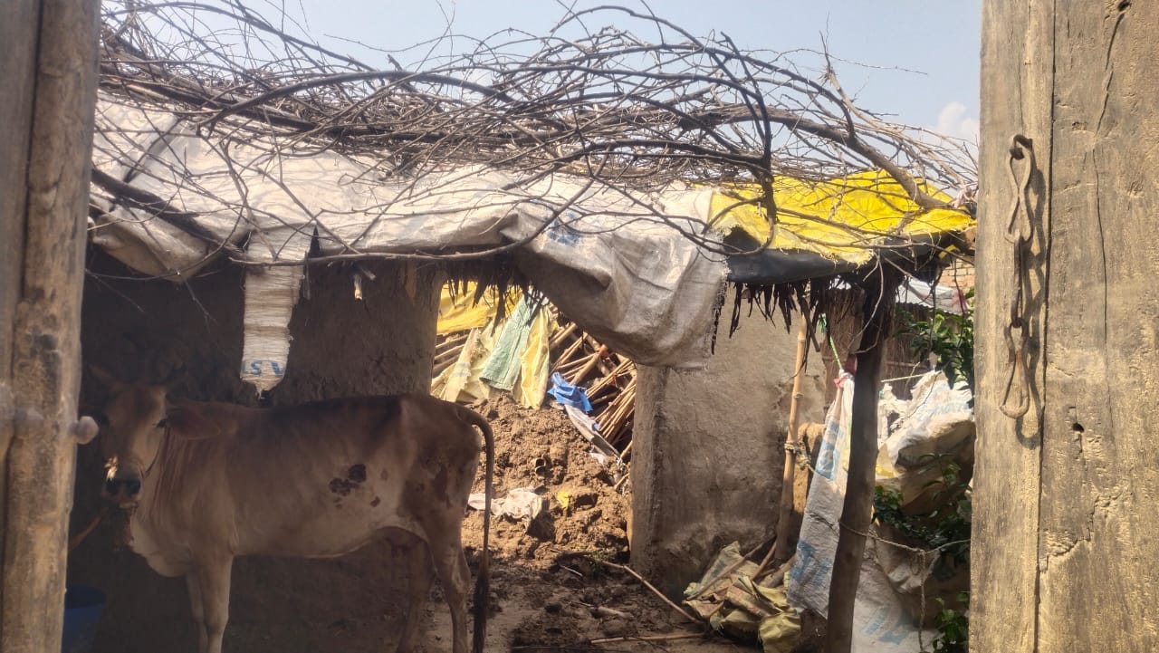 फोटो 21: बावन में बरसात से गिरा रामकिशोर का कच्चा मकान। संवाद  
