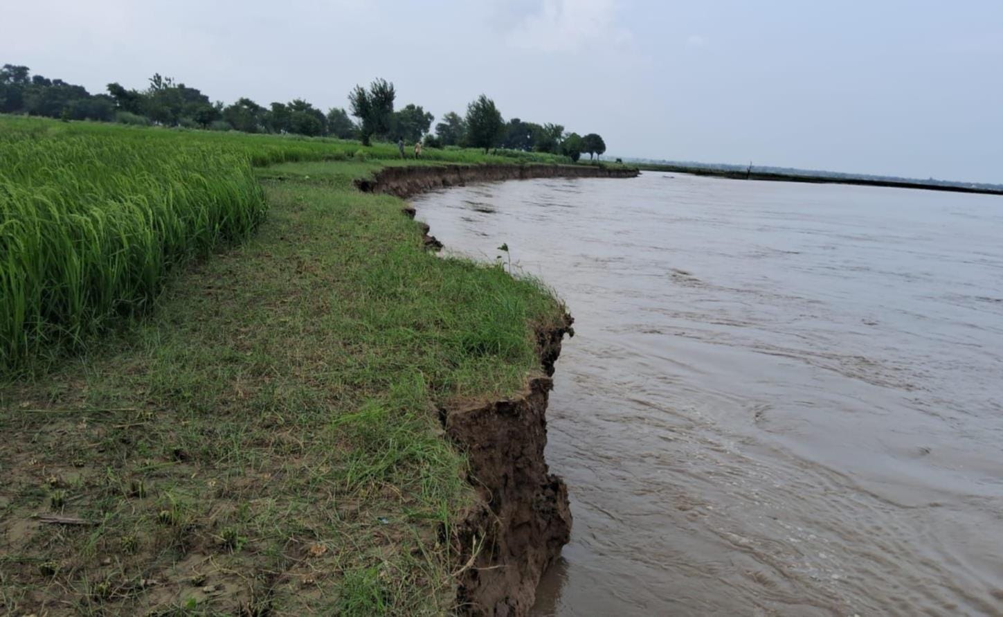 वीरपुर गांव के पास कटान करती राप्ती, कनछेद,सुंदरलाल चौहान वीरपुर गांव के पास कटान करती राप्ती, कनछेद,सुंदरलाल चौहान