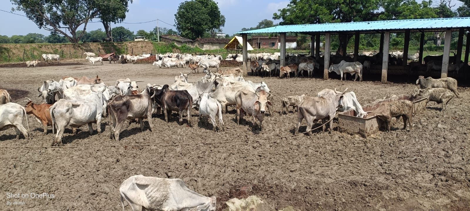 फोटो-11-गांव जारी में बनी गोशाला में कीचड़ में धंंसे गोवंश। अमर उजाला फोटो-11-गांव जारी में बनी गोशाला में कीचड़ में धंंसे गोवंश। अमर उजाला