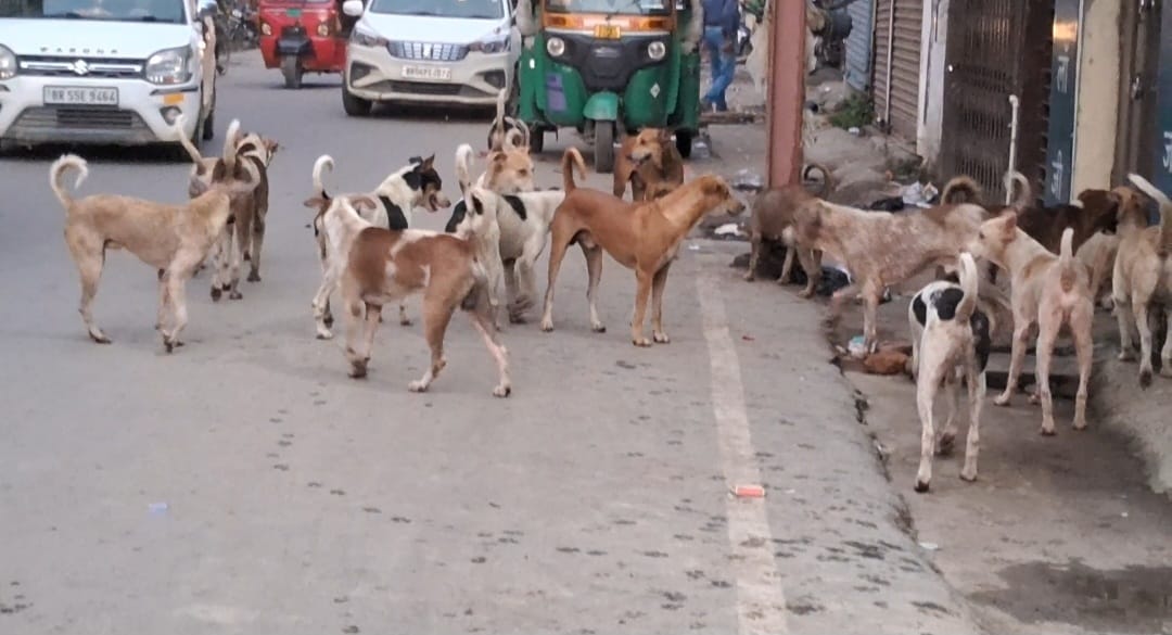 आवारा कुत्ते का आतंक