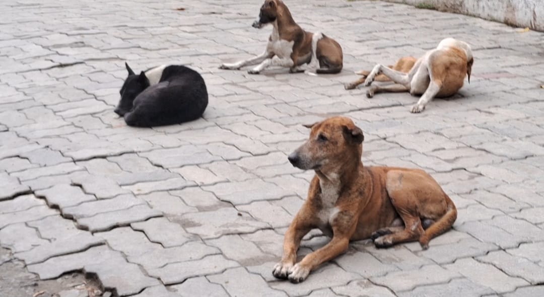 आवारा कुत्ते का आतंक