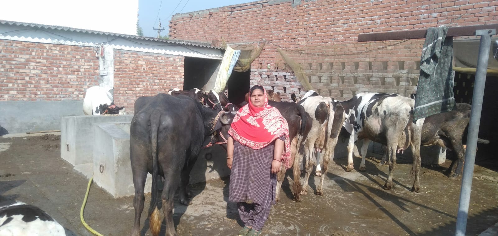 गांव नाहरपुर में बनाई डेयरी में मौजूद रचना आनंद। स्वयं गांव नाहरपुर में बनाई डेयरी में मौजूद रचना आनंद। स्वयं