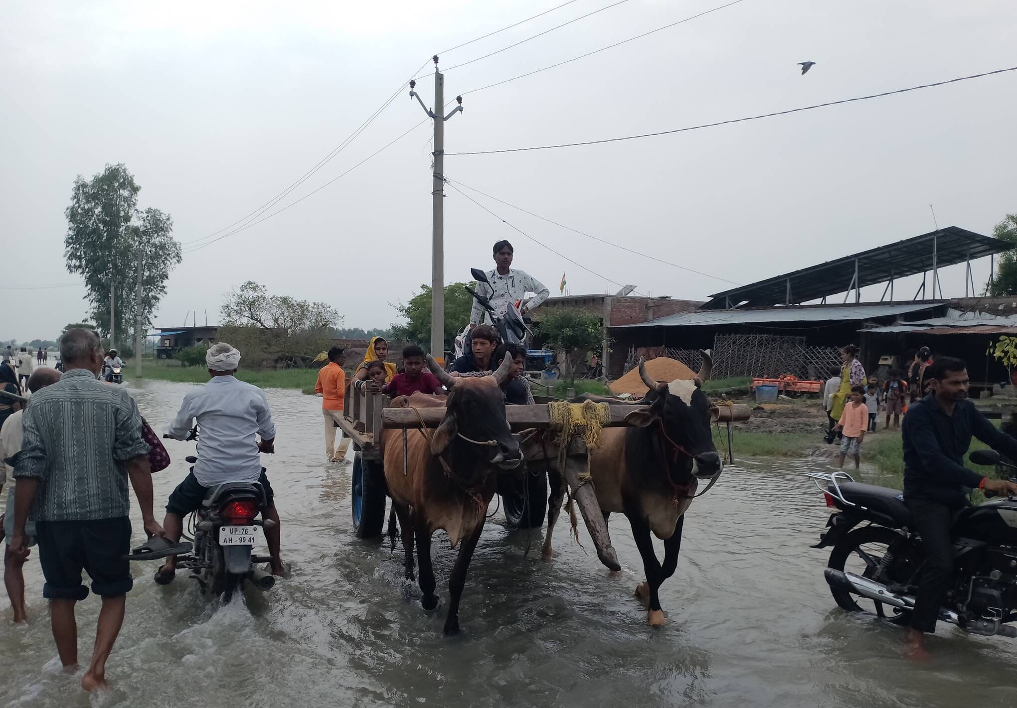 जलालाबाद के तिकोला के पास पानी मे डूबी तिल की फसल। संवाद