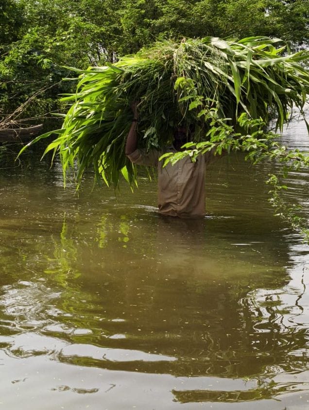 सरेनी में गंगा का जलस्तर बढ़ने से कुटिया अहतमाली गांव जाने वाले रास्ते में भरा पानी।