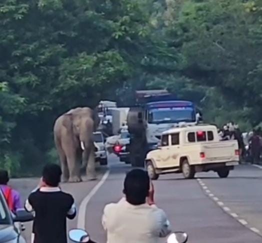 चोटिया में NH पर गजराज से हड़कंप, VIDEO बनाते लोगों को दौड़ाया चोटिया में NH पर गजराज से हड़कंप, VIDEO बनाते लोगों को दौड़ाया