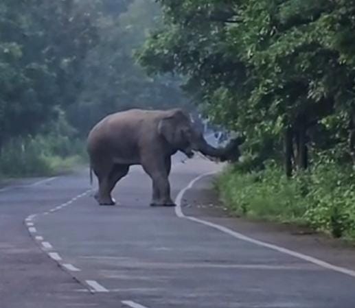 चोटिया में NH पर गजराज से हड़कंप, VIDEO बनाते लोगों को दौड़ाया चोटिया में NH पर गजराज से हड़कंप, VIDEO बनाते लोगों को दौड़ाया