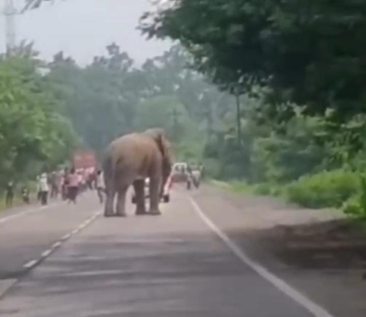 चोटिया में NH पर गजराज से हड़कंप, VIDEO बनाते लोगों को दौड़ाया चोटिया में NH पर गजराज से हड़कंप, VIDEO बनाते लोगों को दौड़ाया
