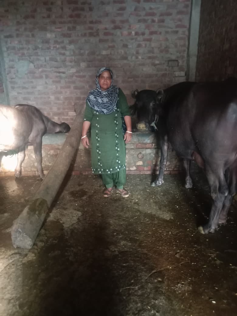 गांव महमूदपुर में घर में उगाई मशरूम के साथ मौजूद नीलम। स्वयं गांव महमूदपुर में घर में उगाई मशरूम के साथ मौजूद नीलम। स्वयं