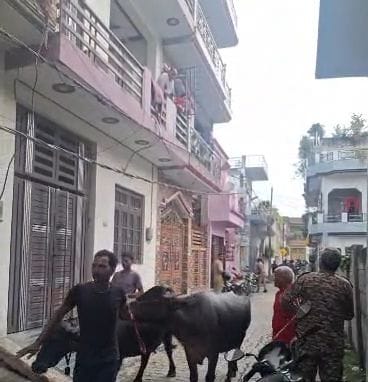 पशुओं को ले जाते नगर निगम।